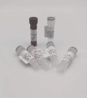 2×qPCR SYBR Green Master Mix （Rox单独提供）15×1ml