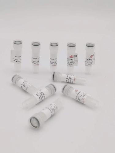 2×qPCR SYBR Green Master Mix （No Rox） 5×1 ml