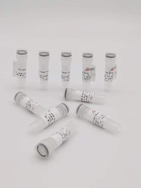 2×qPCR SYBR Green Master Mix（No Rox）1ml